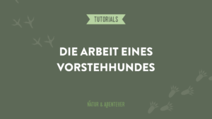Die Arbeit eines Vorstehhundes
