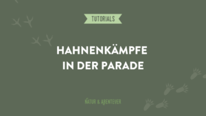 Hahnenkämpfe in der Parade
